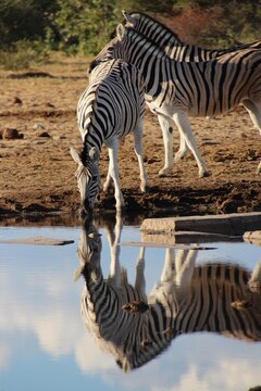 Zebras bebendo água refletidas no lago