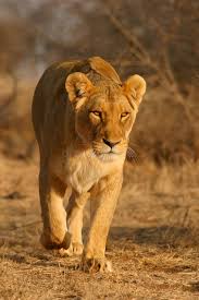 Leoa caminhando na savana africana