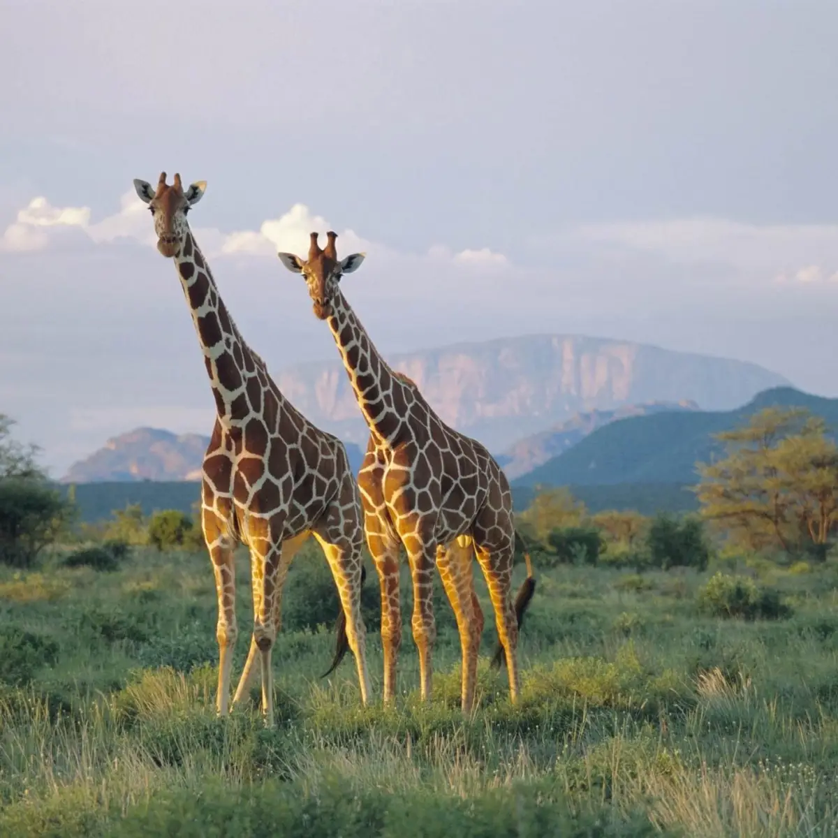 Girafas na savana ao entardecer